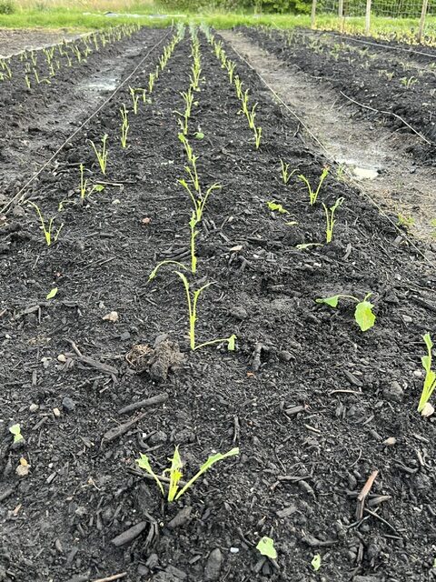 20 mei (8)