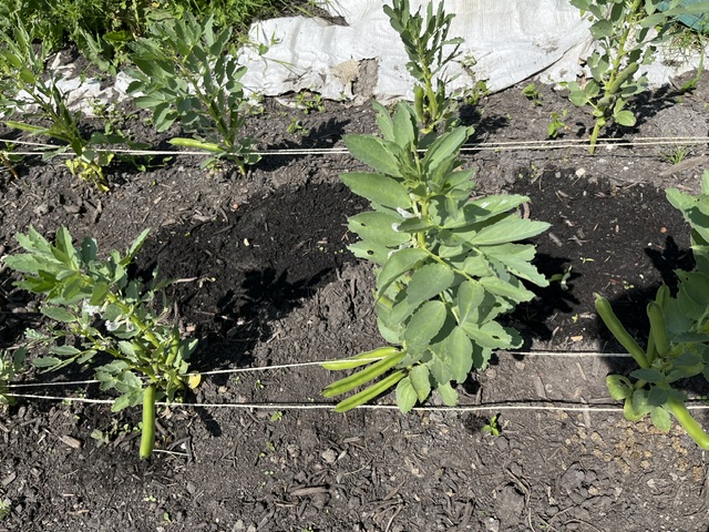 image10