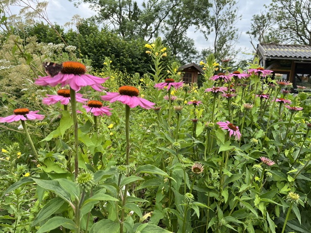 7 juli (55)