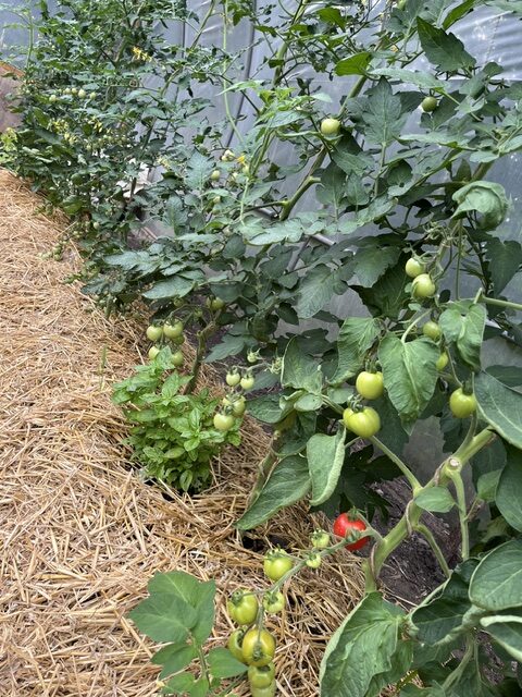7 juli (6)