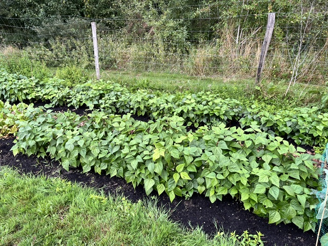 image12